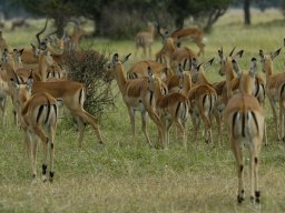 Western_Corridor_(Kirawira)2003-087